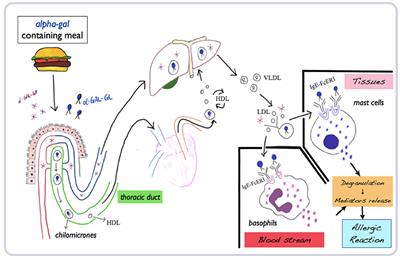 Alpha-Gal Syndrome in Children: Peculiarities of a “Tick-Borne” Allergic Disease